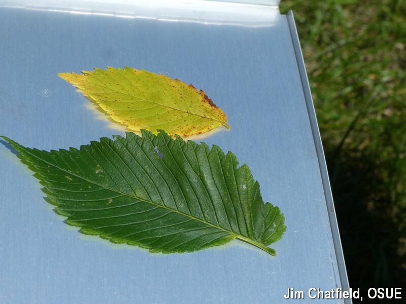 green and yellow leaf